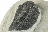 Detailed Morocops Trilobite - Ofaten, Morocco #287375-1